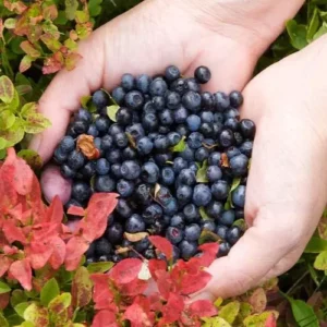 Wild Blueberries