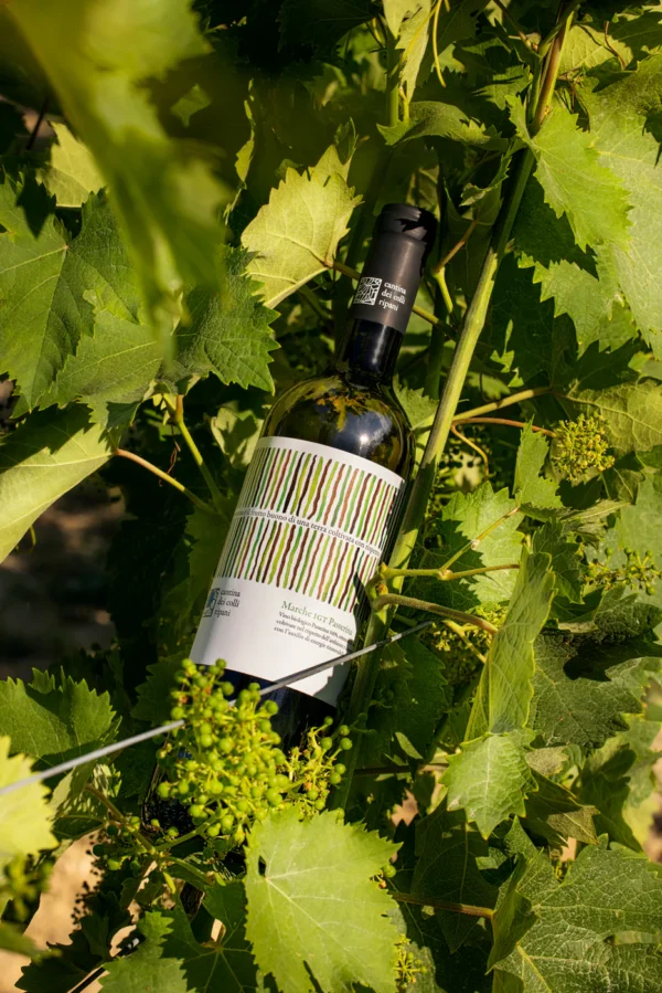 BIO Marche IGT Passerina – Fresh & Sustainable Organic White Wine