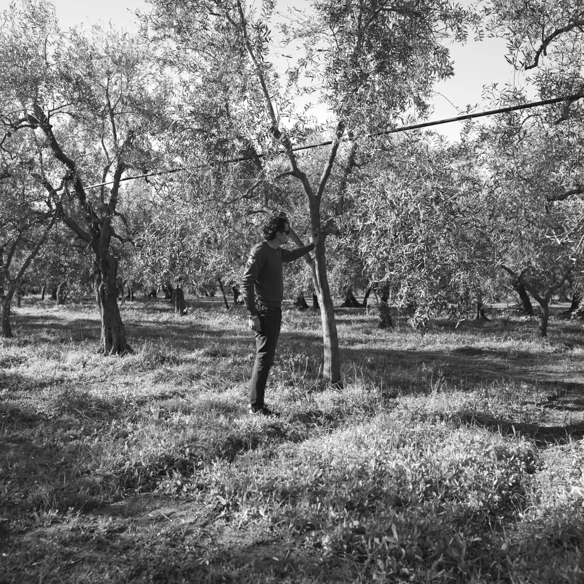 Federicus II “Stupor Mundi” – Organic Coratina Monocultivar Extra Virgin Olive Oil